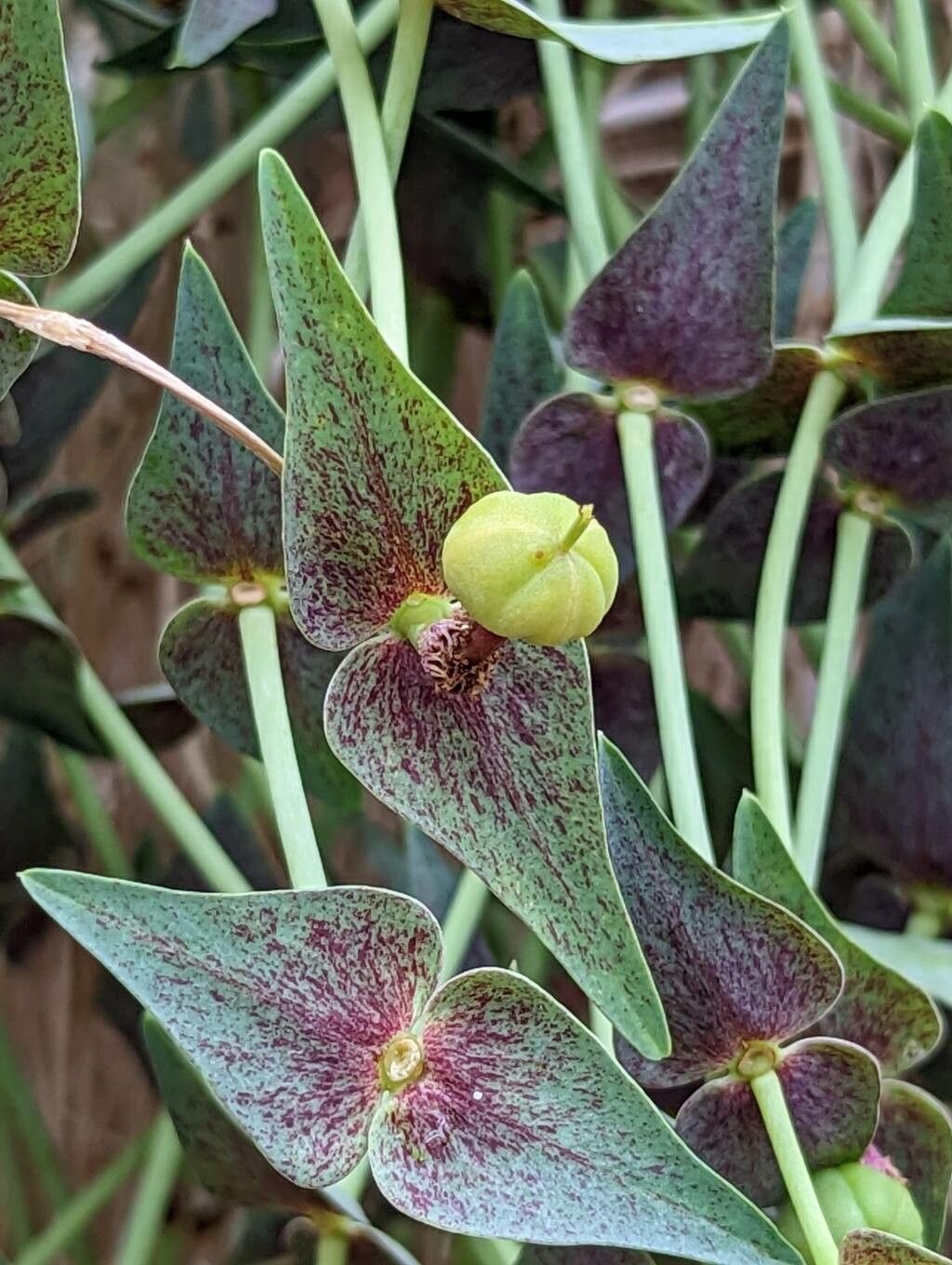 Euphorbia monteiroi fruit