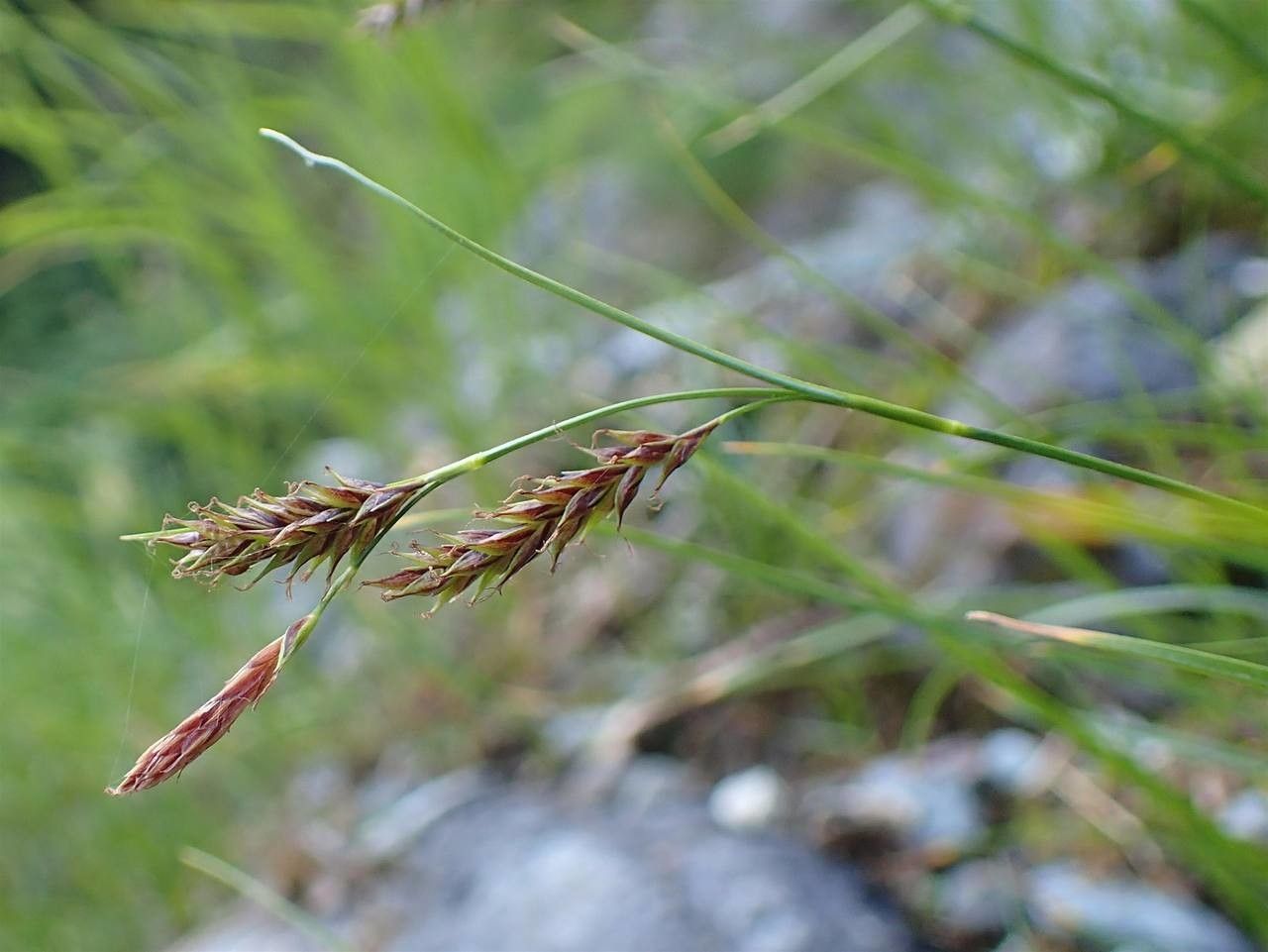 Carex ferruginea fruit