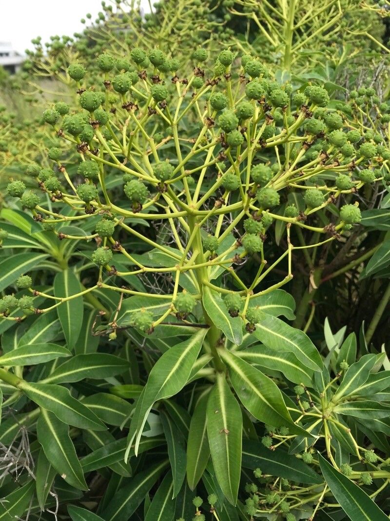 Euphorbia stygiana fruit