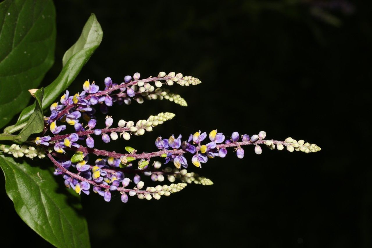Varronia linnaei flower