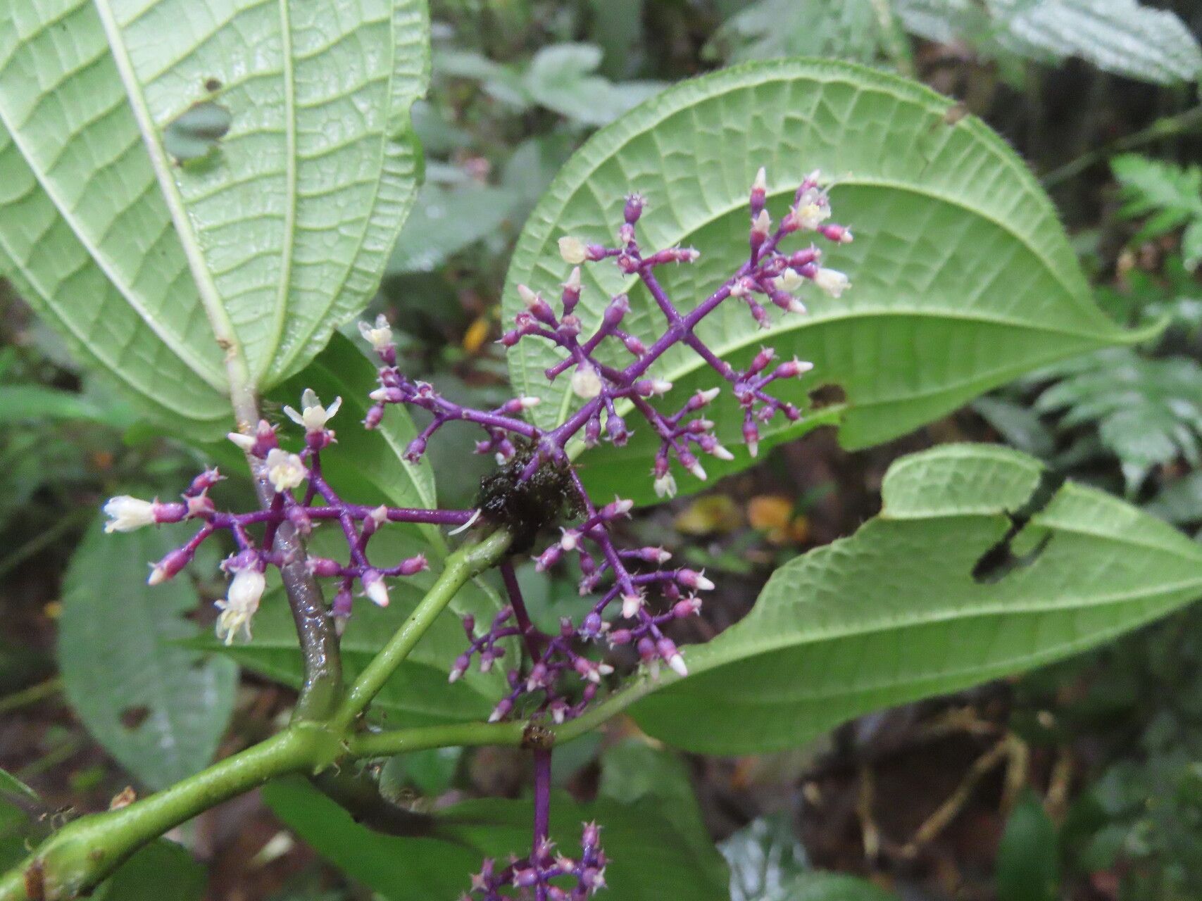 Miconia centrodesma flower