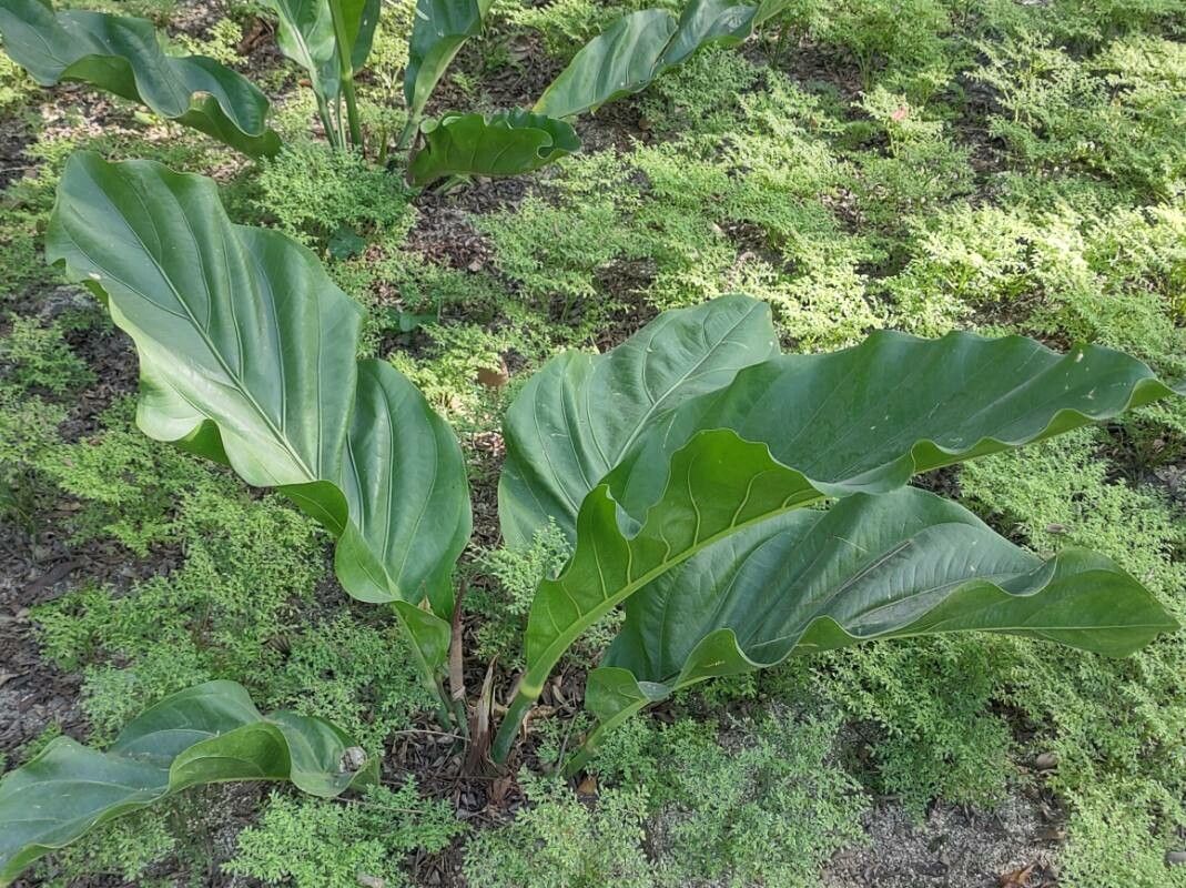 Anthurium schlechtendalii leaf