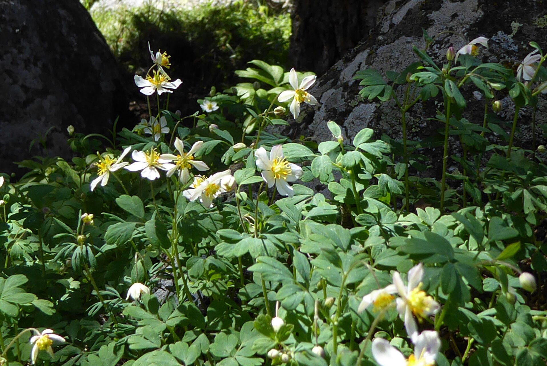 Isopyrum anemonoides flower