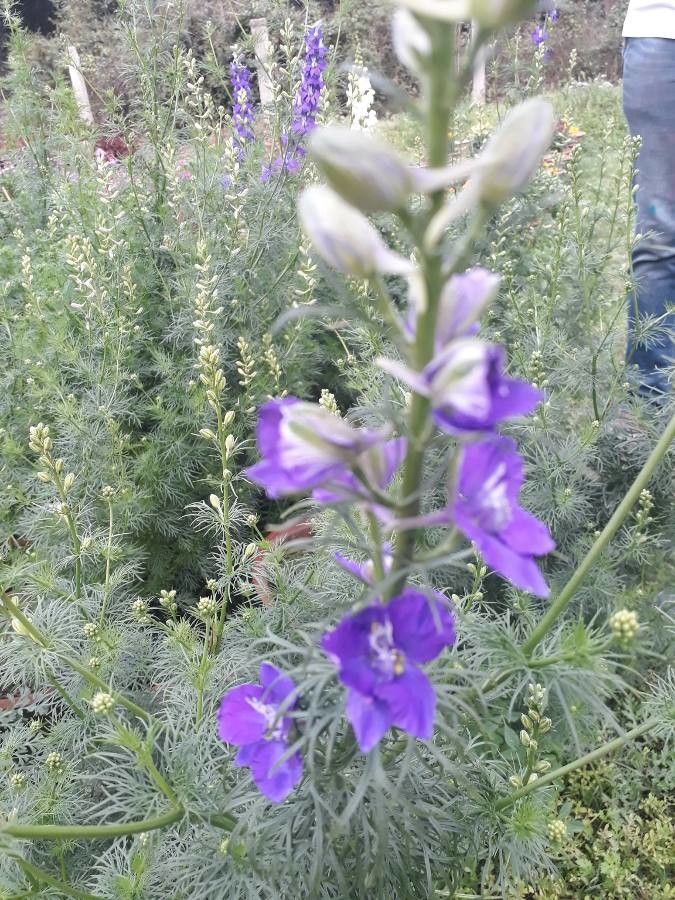 Delphinium halteratum — search result for 'Delphinium'