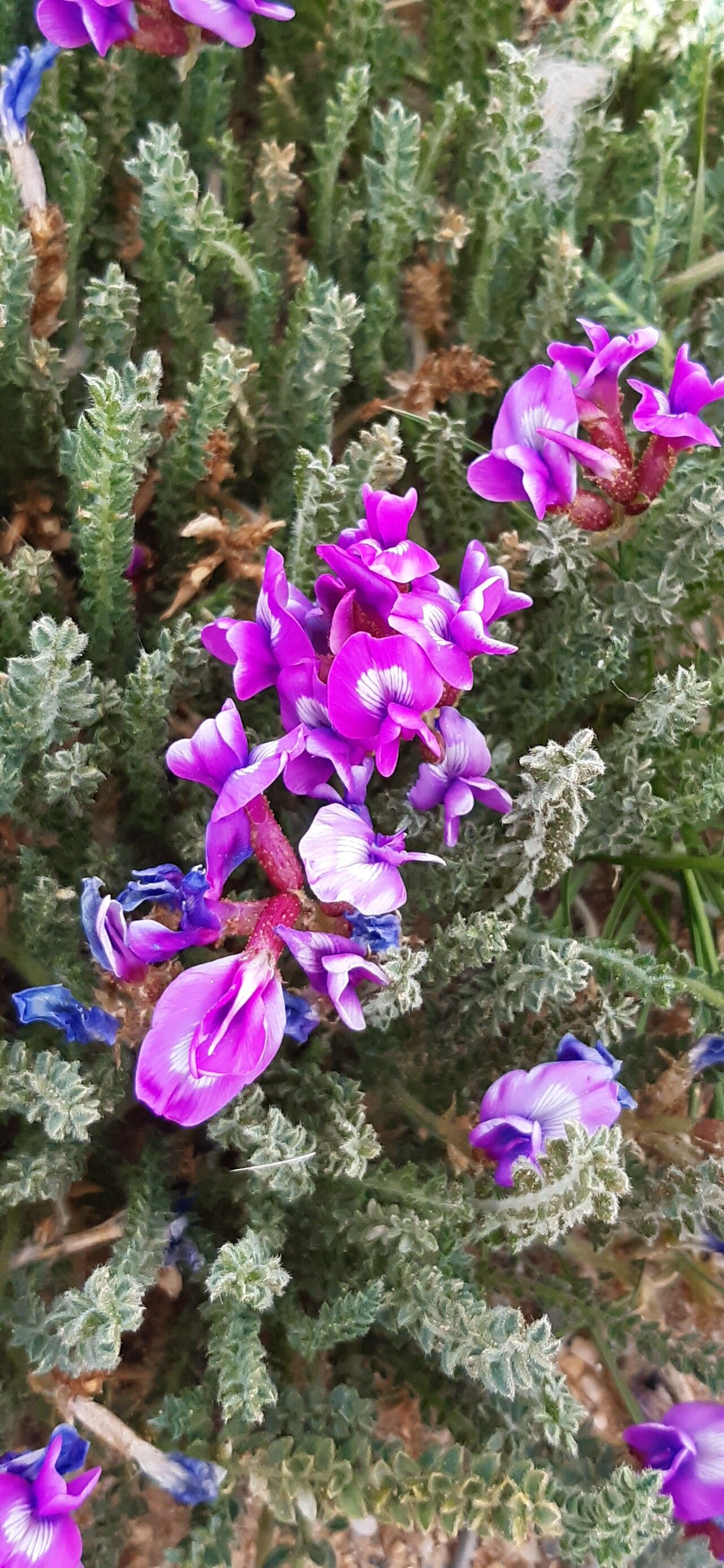 Oxytropis microphylla flower