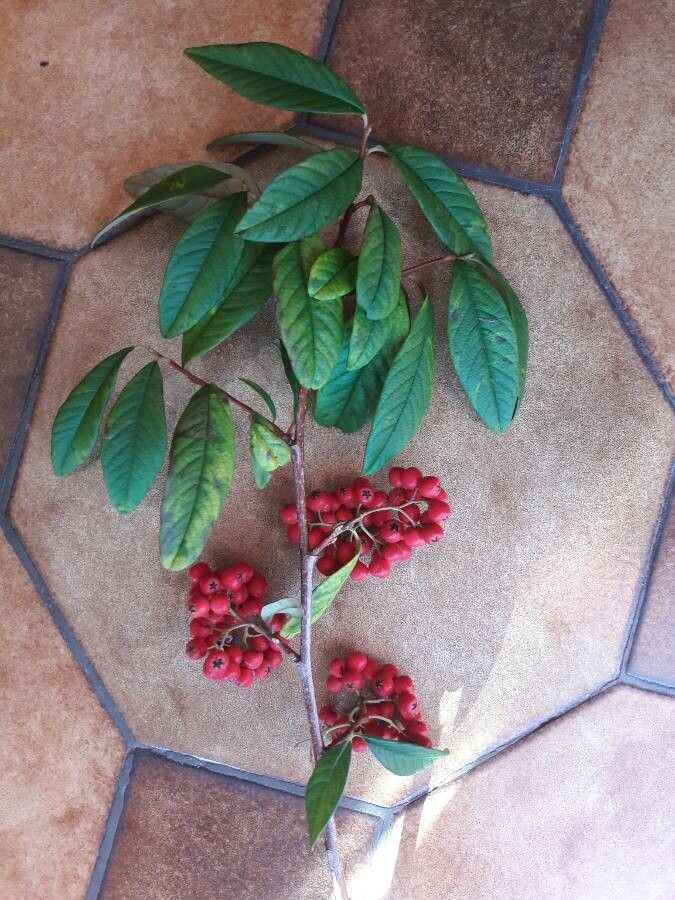 Cotoneaster frigidus leaf