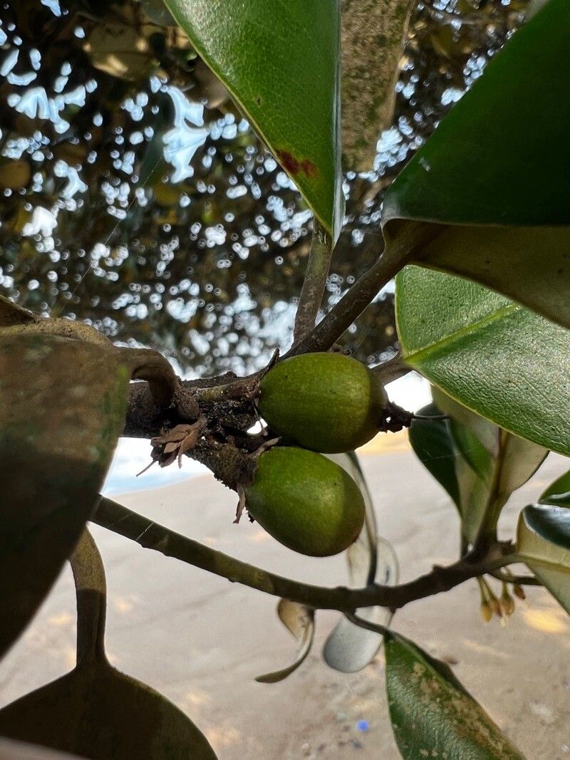 Manilkara obovata fruit