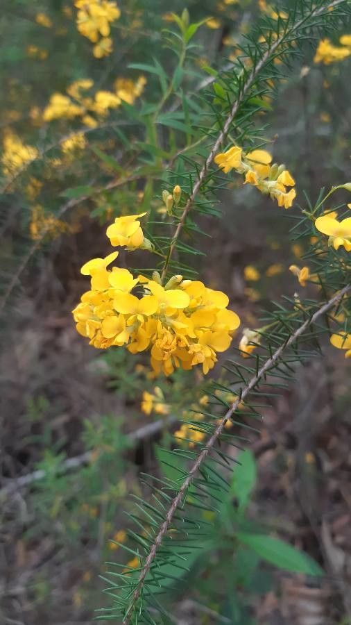 Pultenaea glabra flower