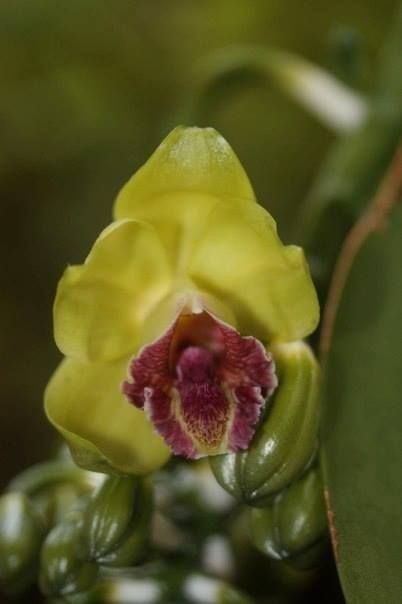 Vanilla barbellata flower