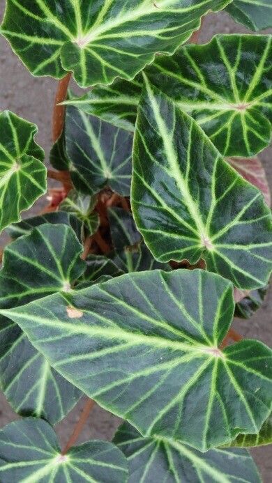 Begonia chingipengii — houseplant care guide