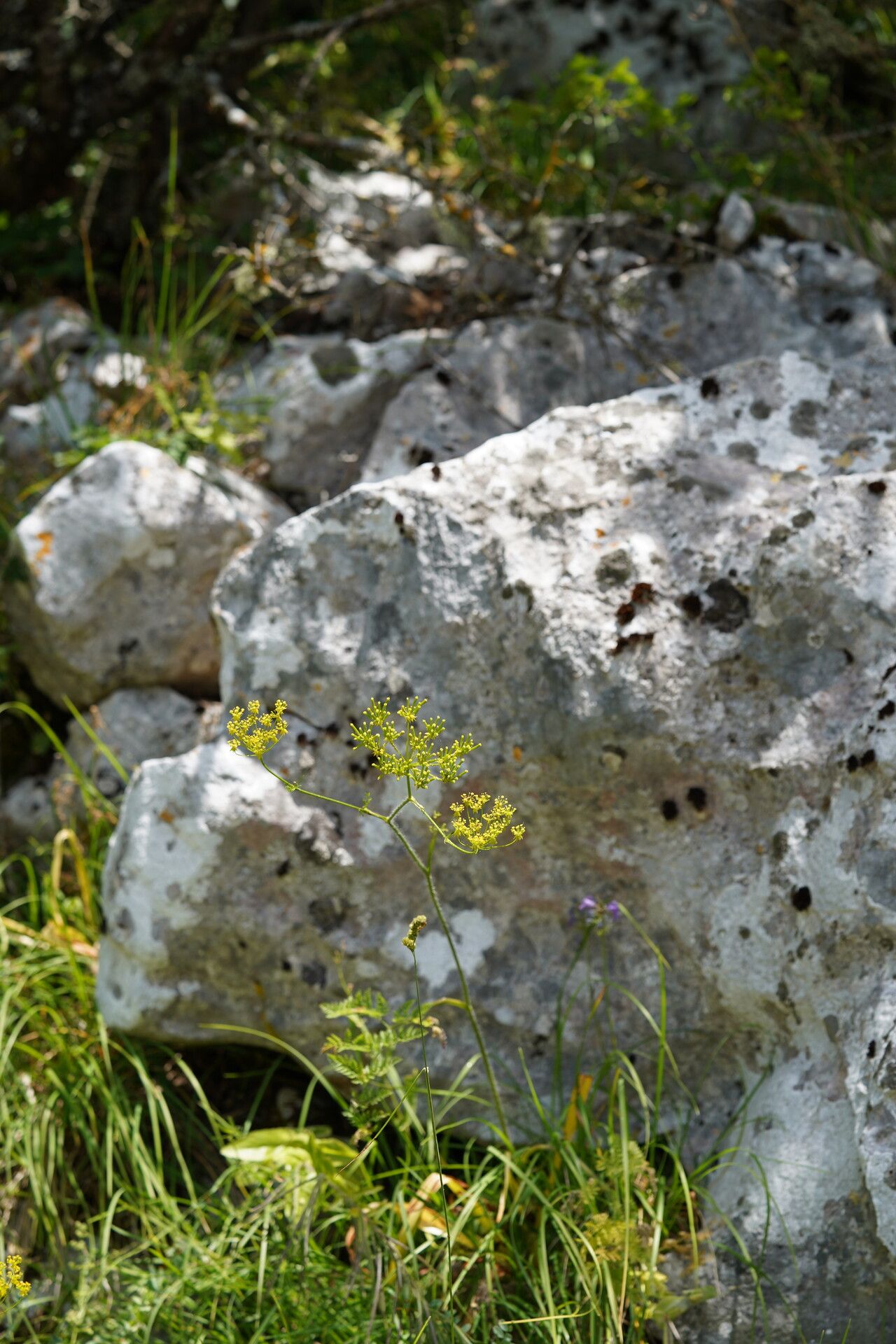 Chaerophyllum coloratum habit