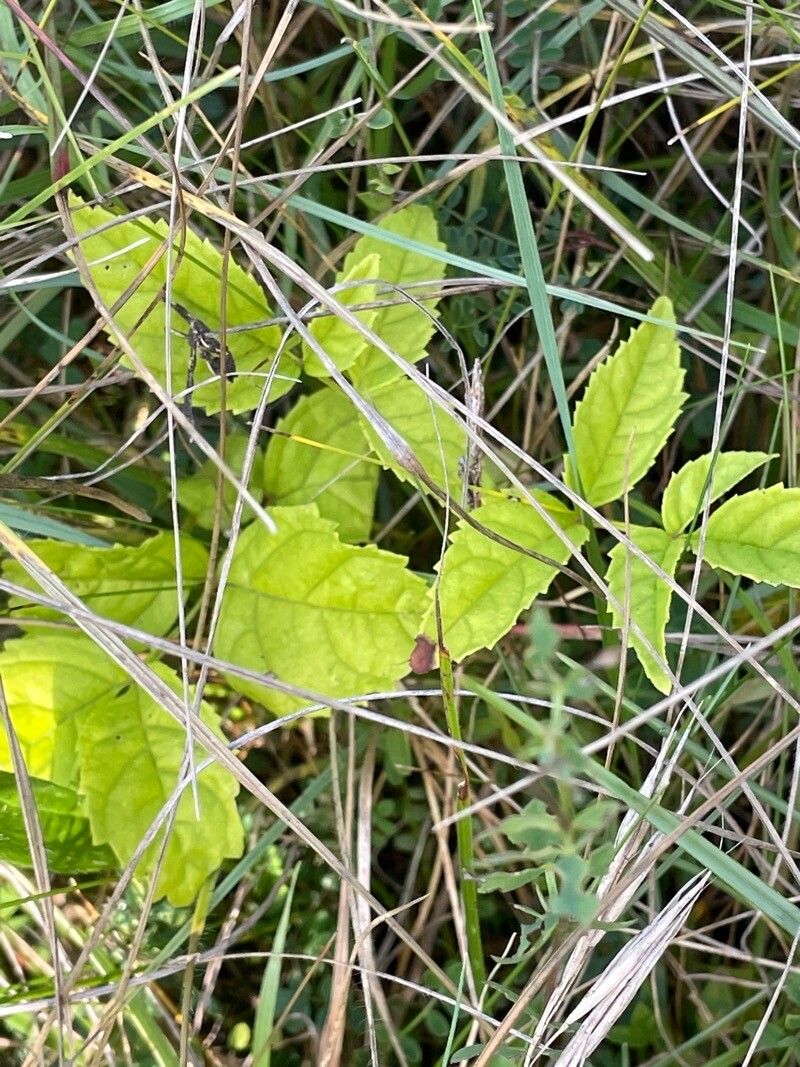 Rosa arvensis leaf
