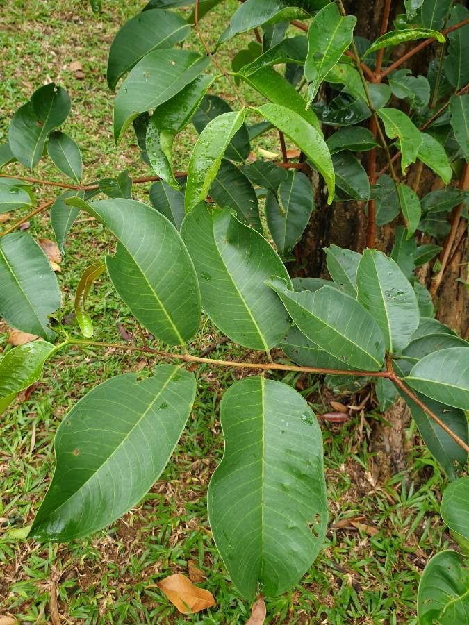 Syzygium grande — houseplant care guide