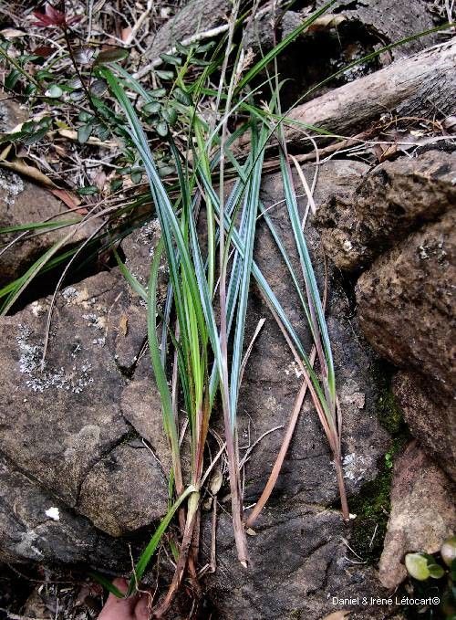 Scleria neocaledonica — houseplant care guide