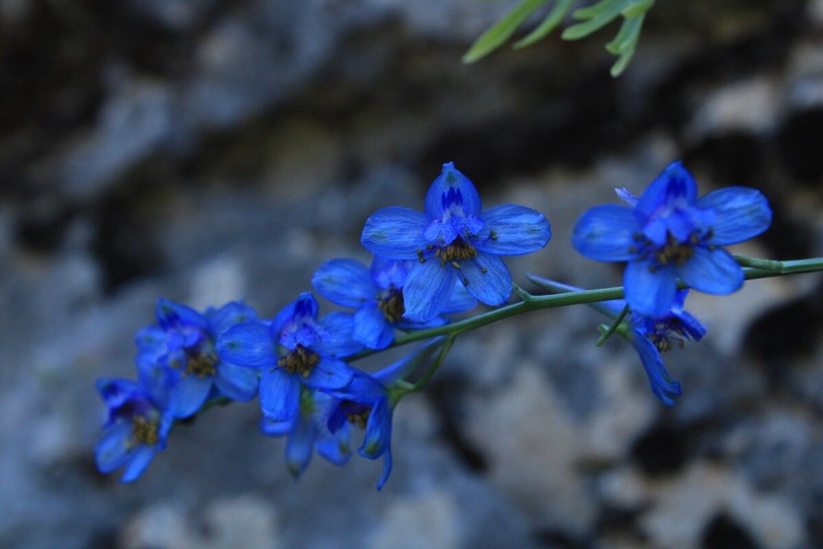 Delphinium emarginatum flower