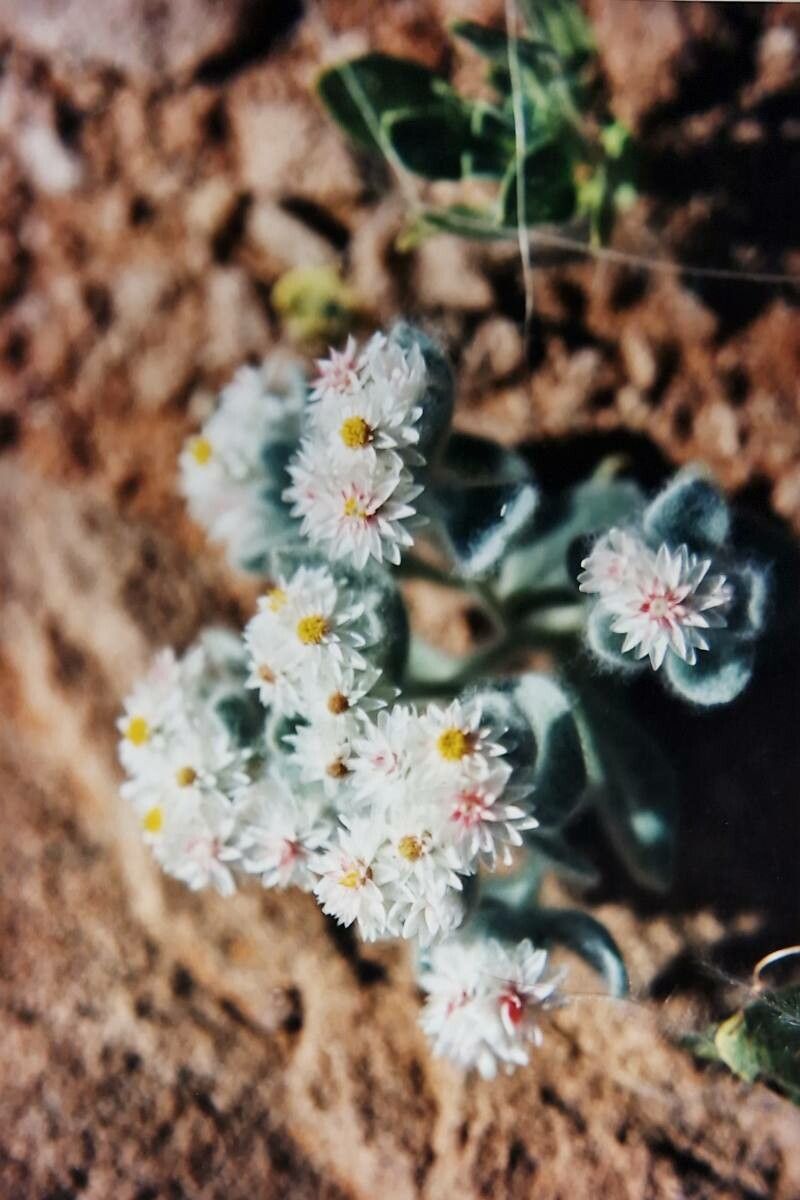 Helichrysum roseoniveum flower
