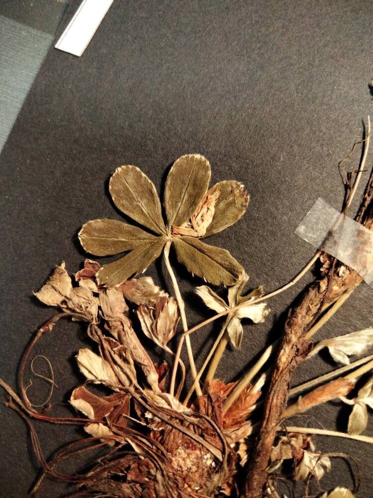 Alchemilla subsericea leaf