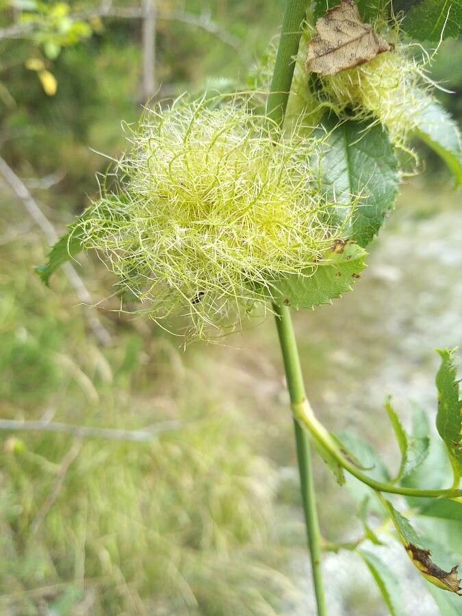 Rosa squarrosa flower