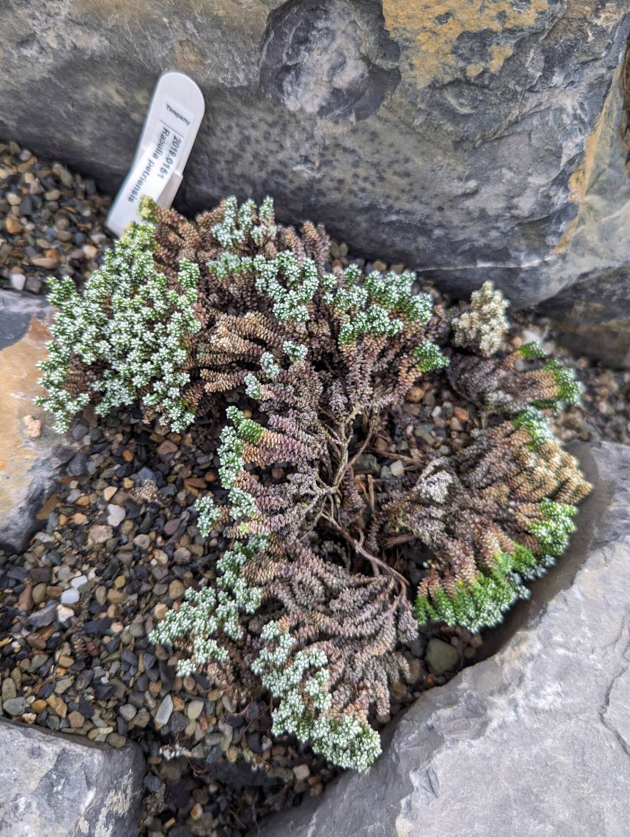 Raoulia petriensis habit