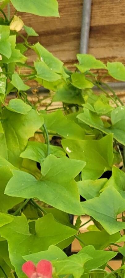 Maurandella antirrhiniflora leaf