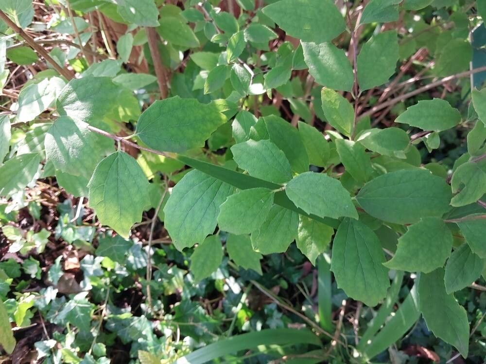 Philadelphus grandiflorus — houseplant care guide