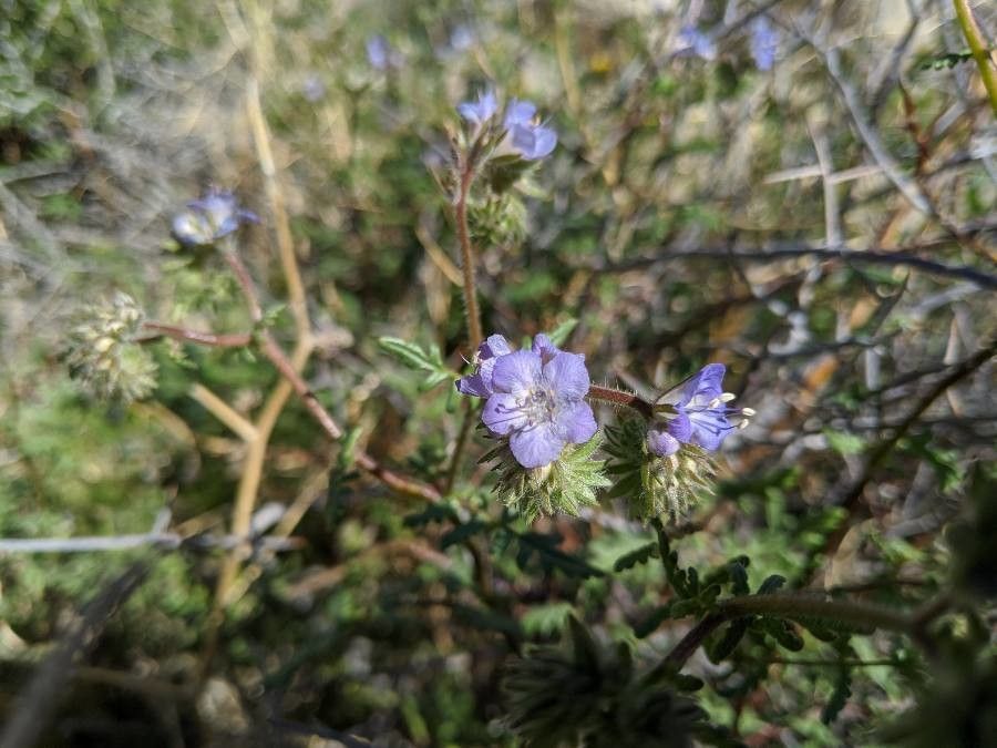 Phacelia distans flower