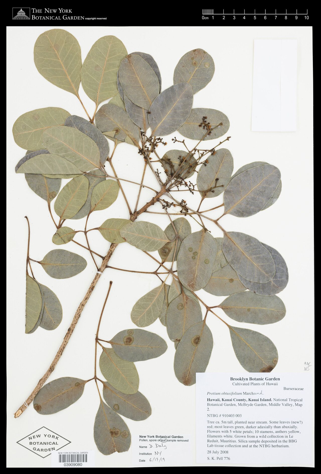 Protium obtusifolium — houseplant care guide