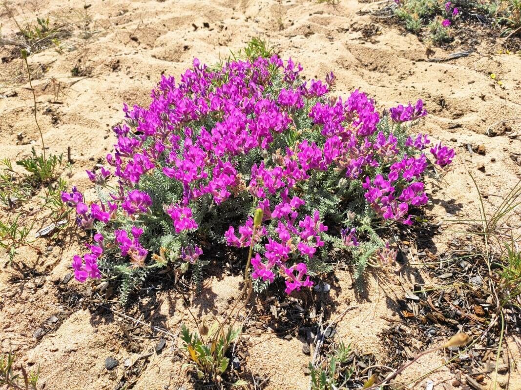 Oxytropis lanata — houseplant care guide