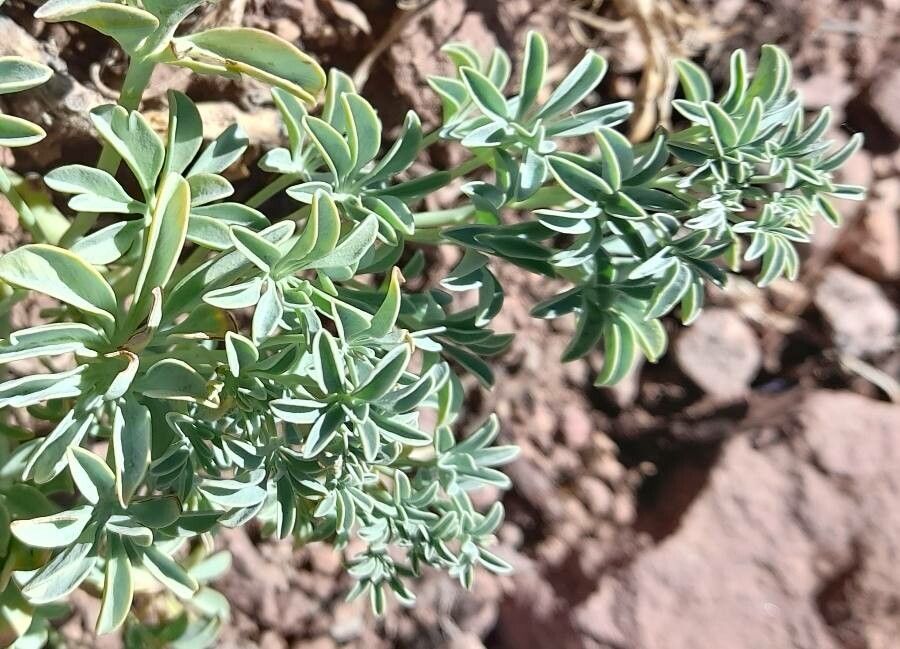 Tropaeolum polyphyllum leaf