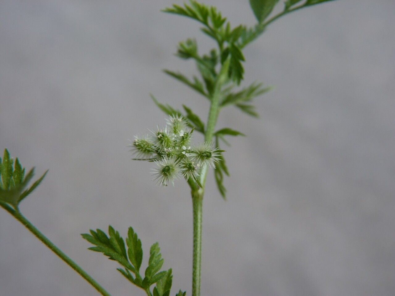 Torilis nodosa flower