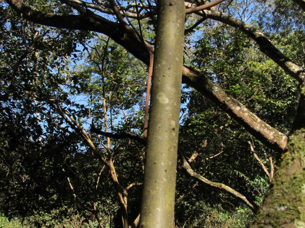 Ocotea catharinensis bark