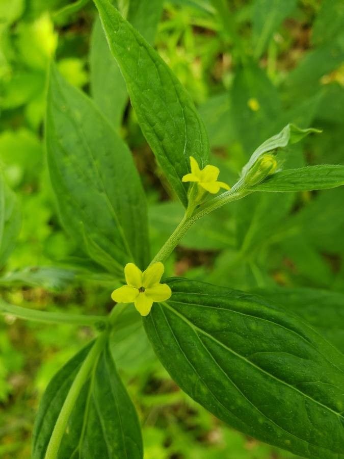 Lithospermum latifolium flower