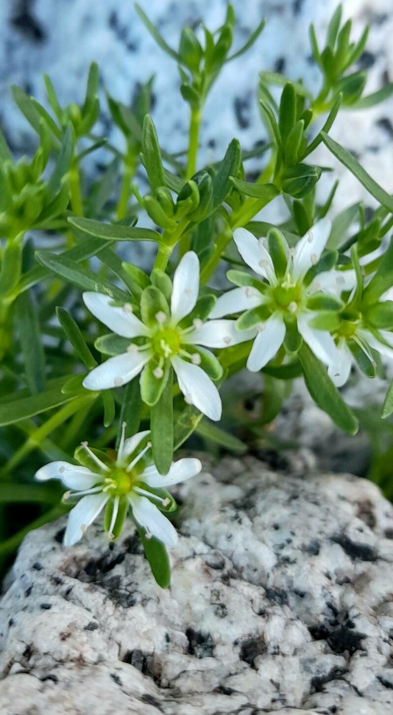 Arenaria oligosperma flower