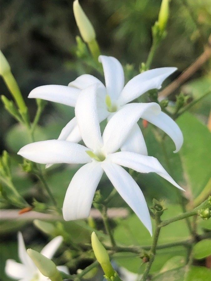 Jasminum azoricum flower