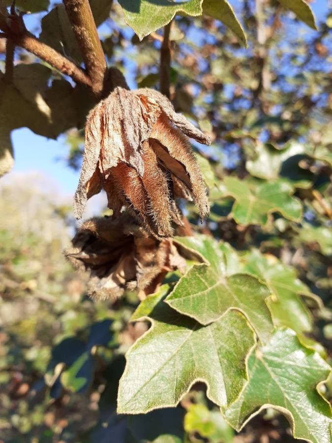 Fremontodendron californicum fruit