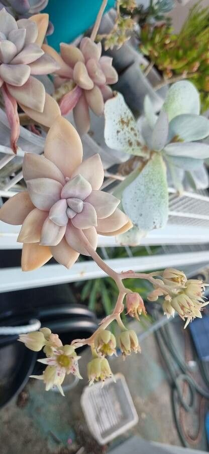 Graptopetalum superbum flower