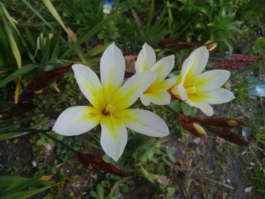 Sparaxis tricolor leaf
