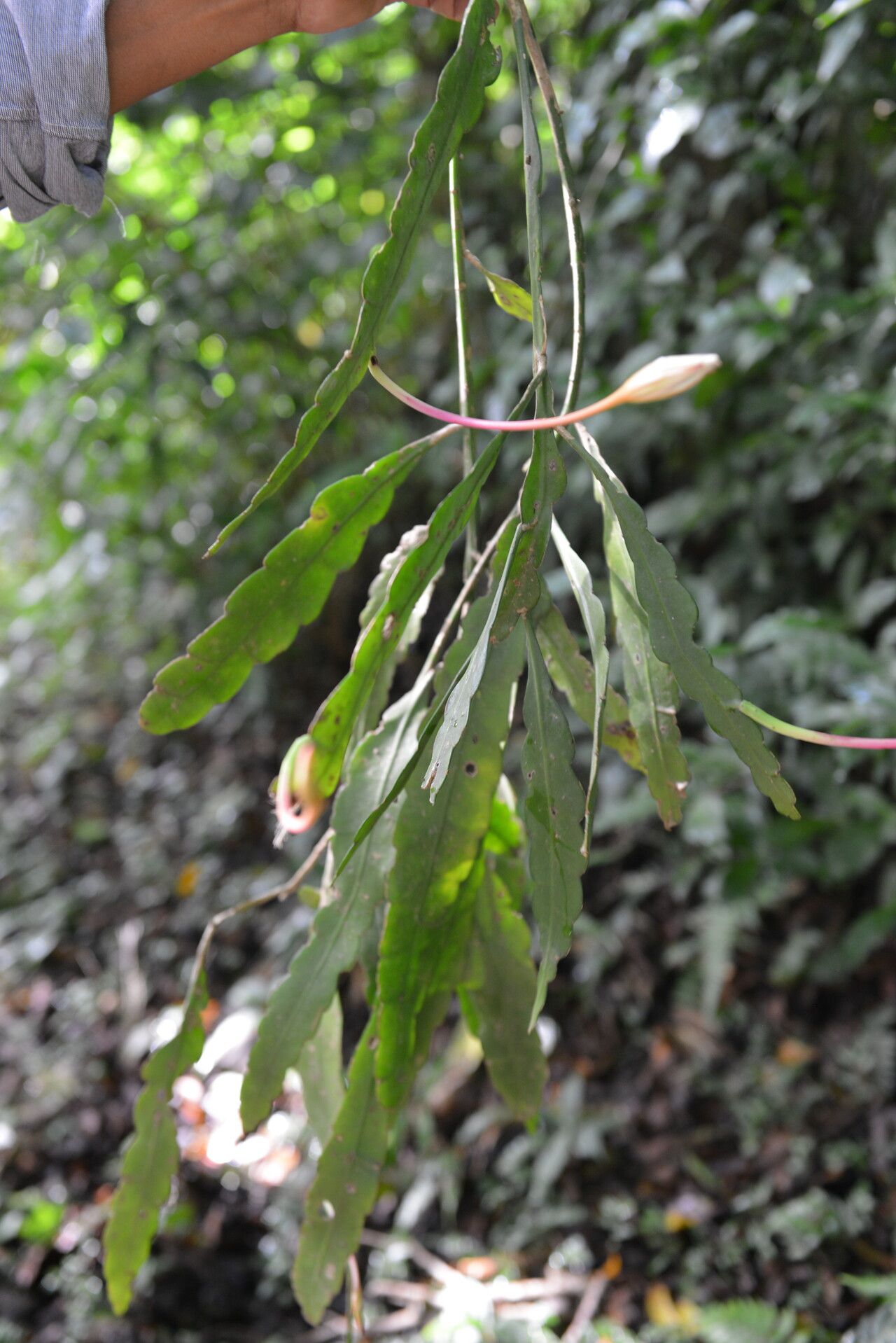 Epiphyllum cartagense