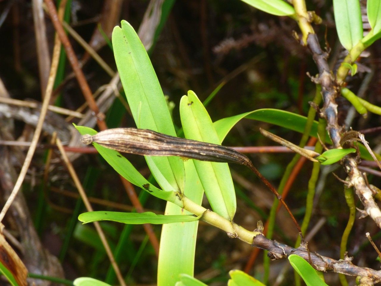 Jumellea exilis fruit
