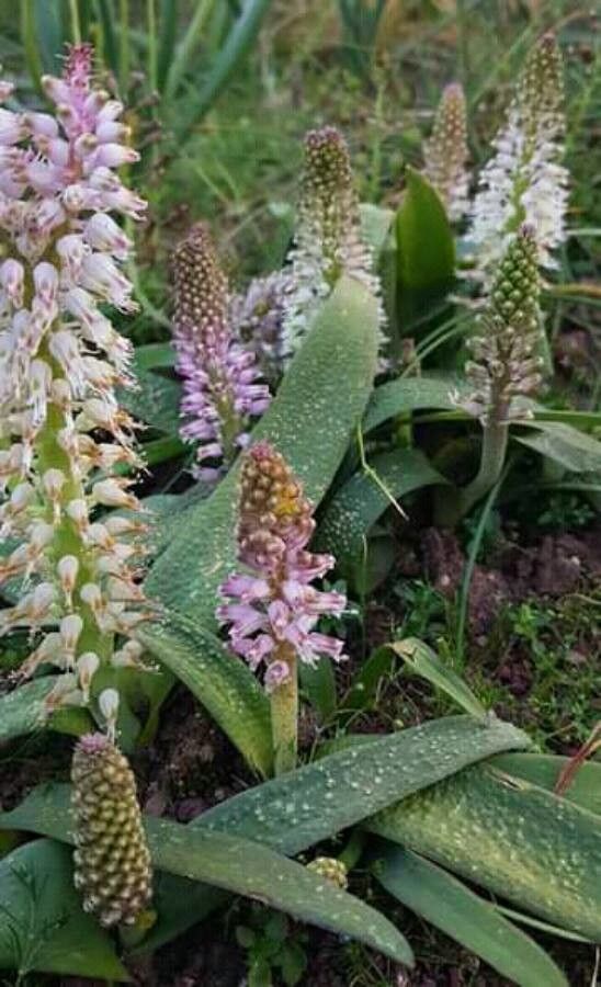 Lachenalia stayneri — houseplant care guide