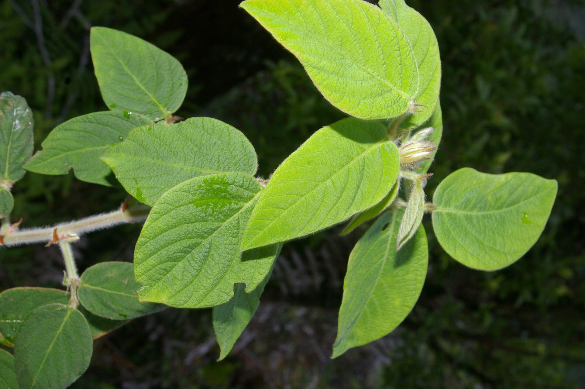 Desmodium maxonii leaf