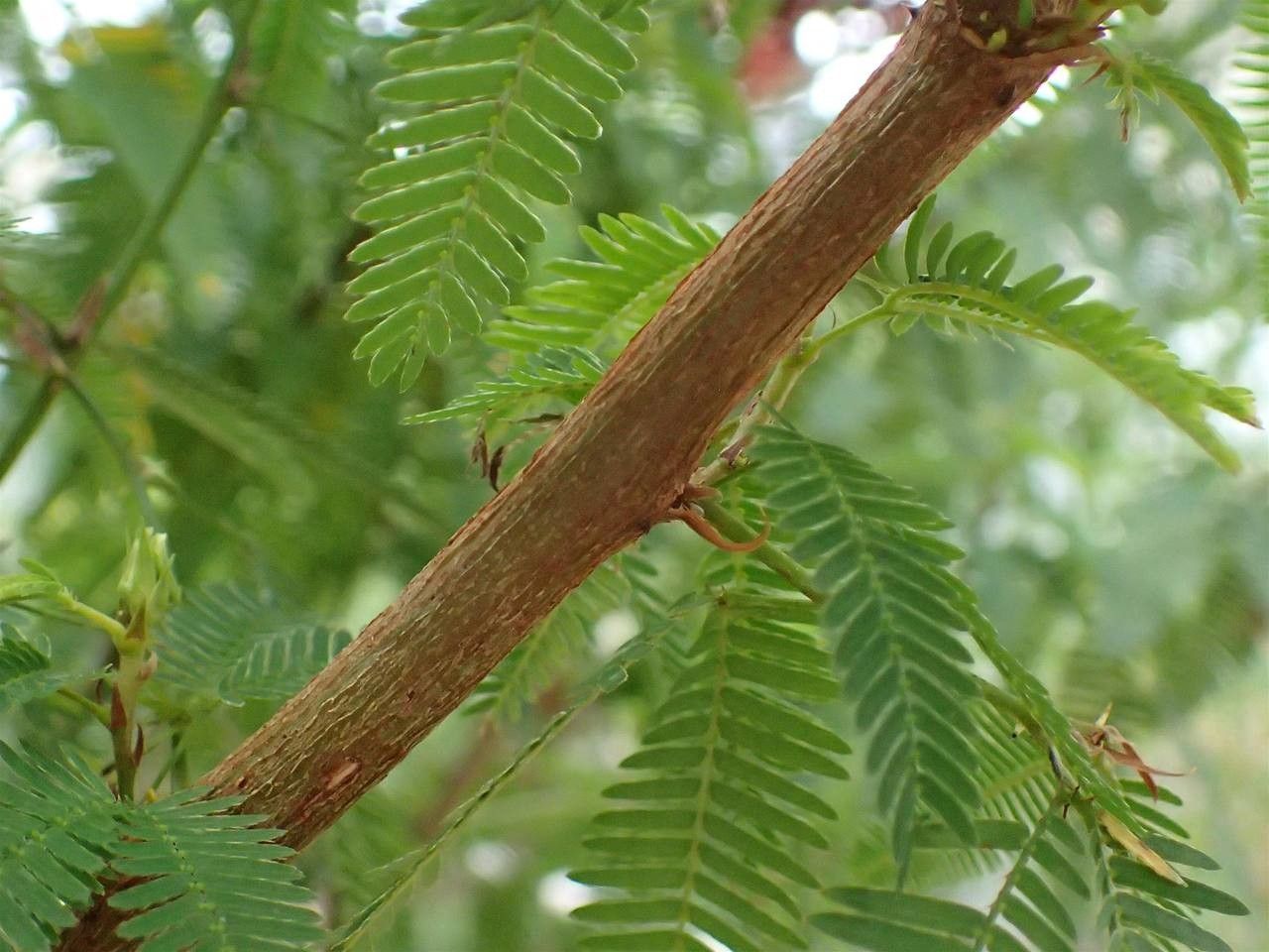 Mimosa Polycarpa bark