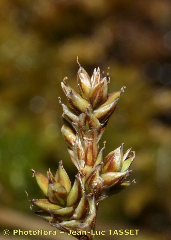 Carex heleonastes flower