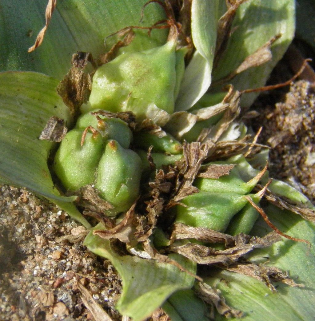 Androcymbium europaeum fruit