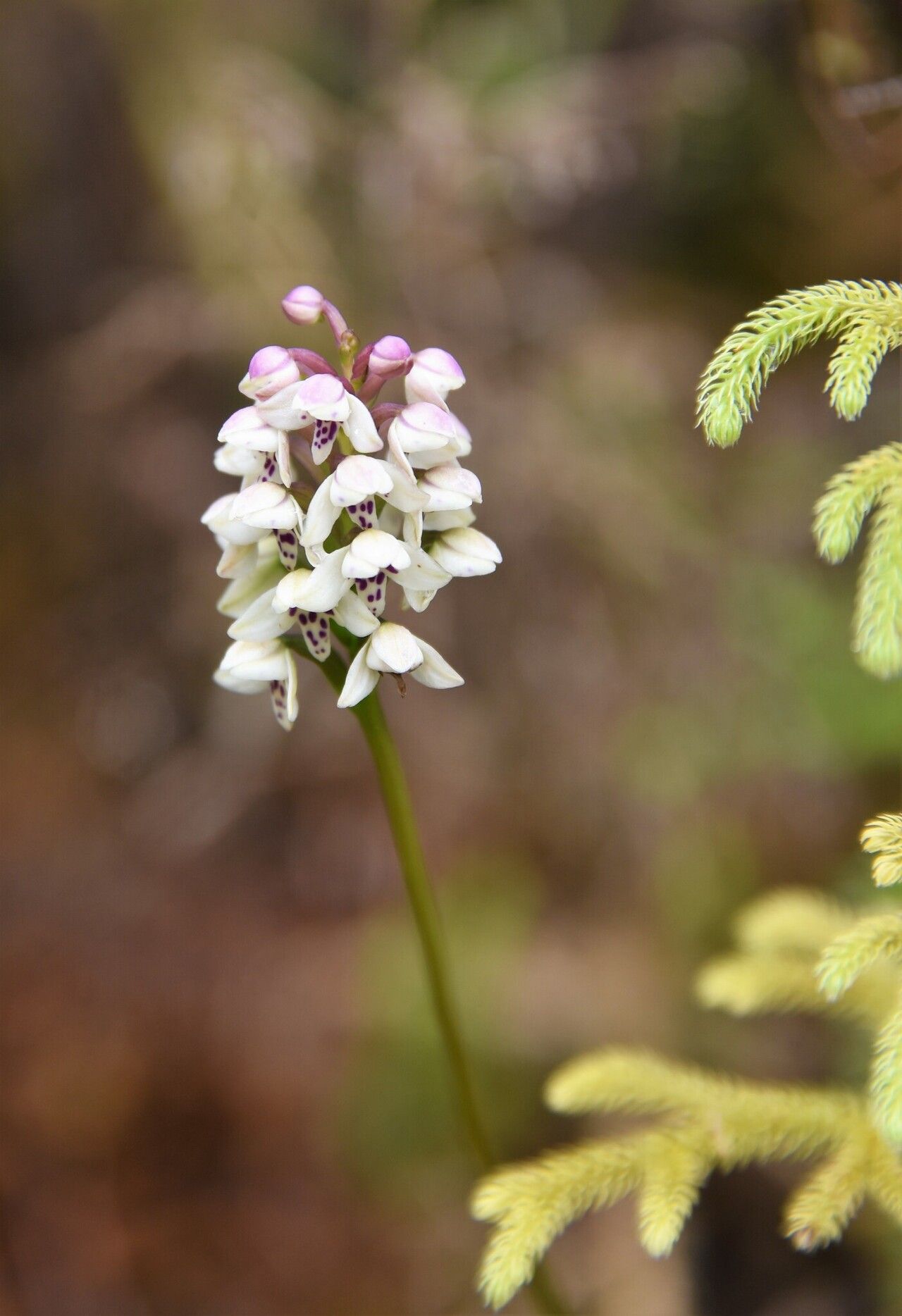 Cynorkis borbonica — houseplant care guide