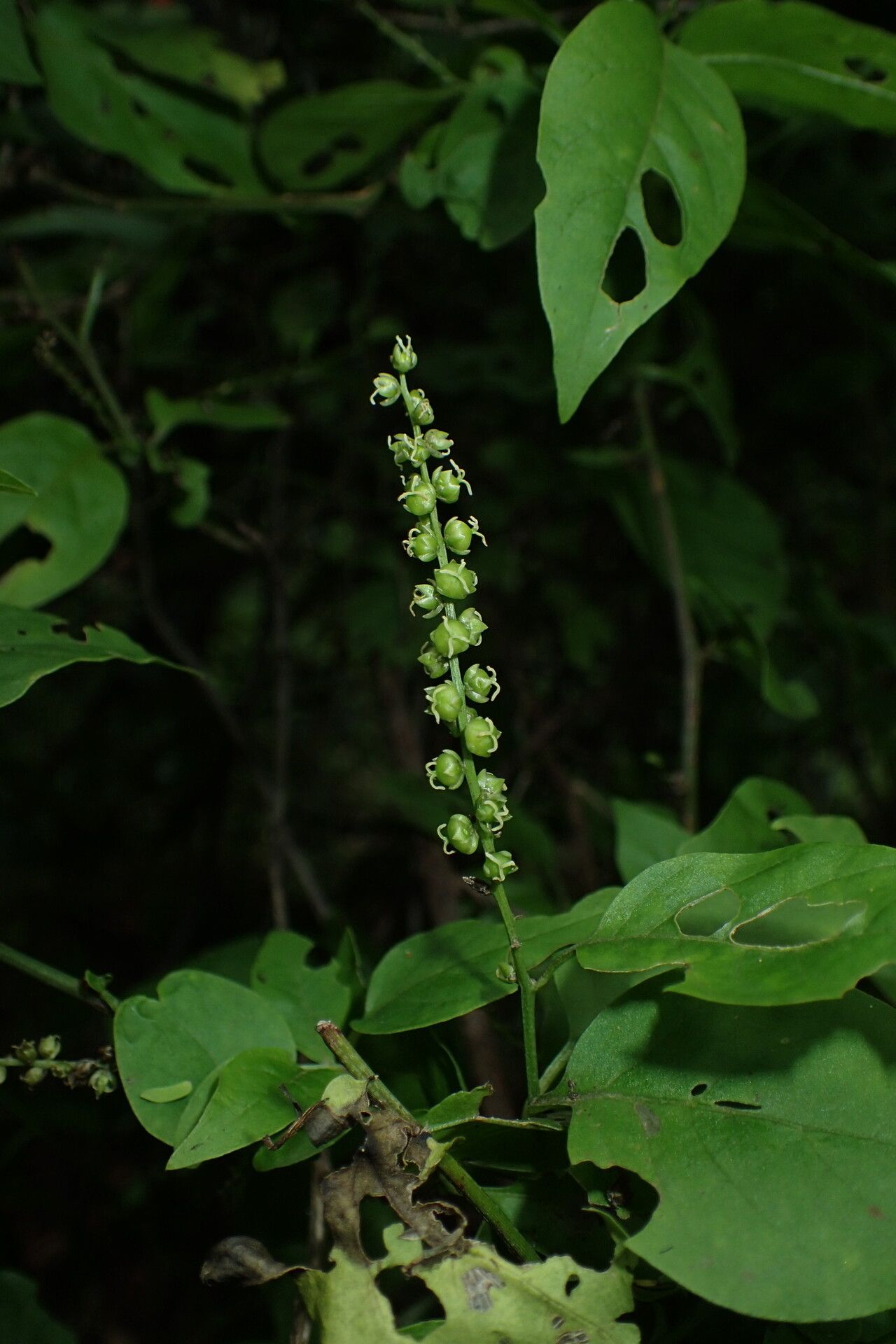 Deeringia densiflora — related species from the same genus