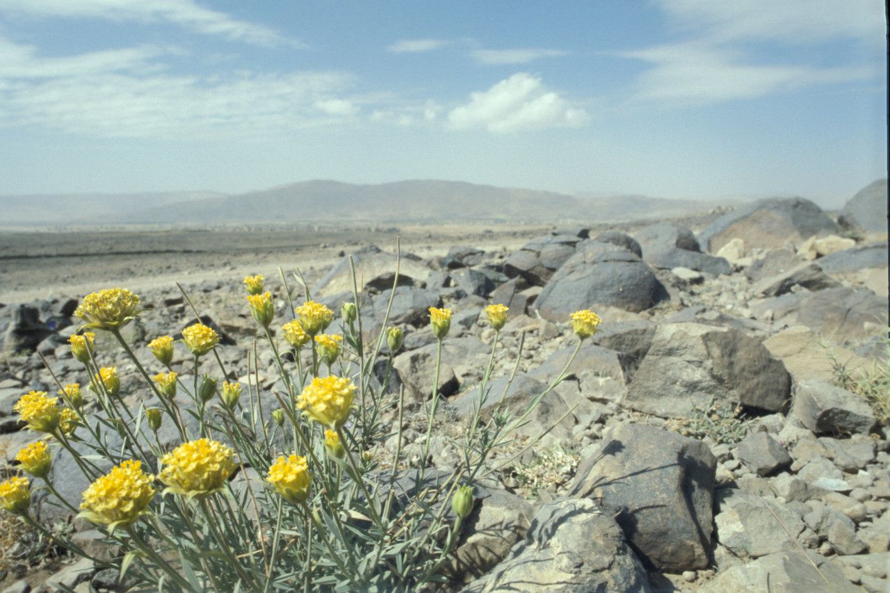 Acamptopappus shockleyi flower