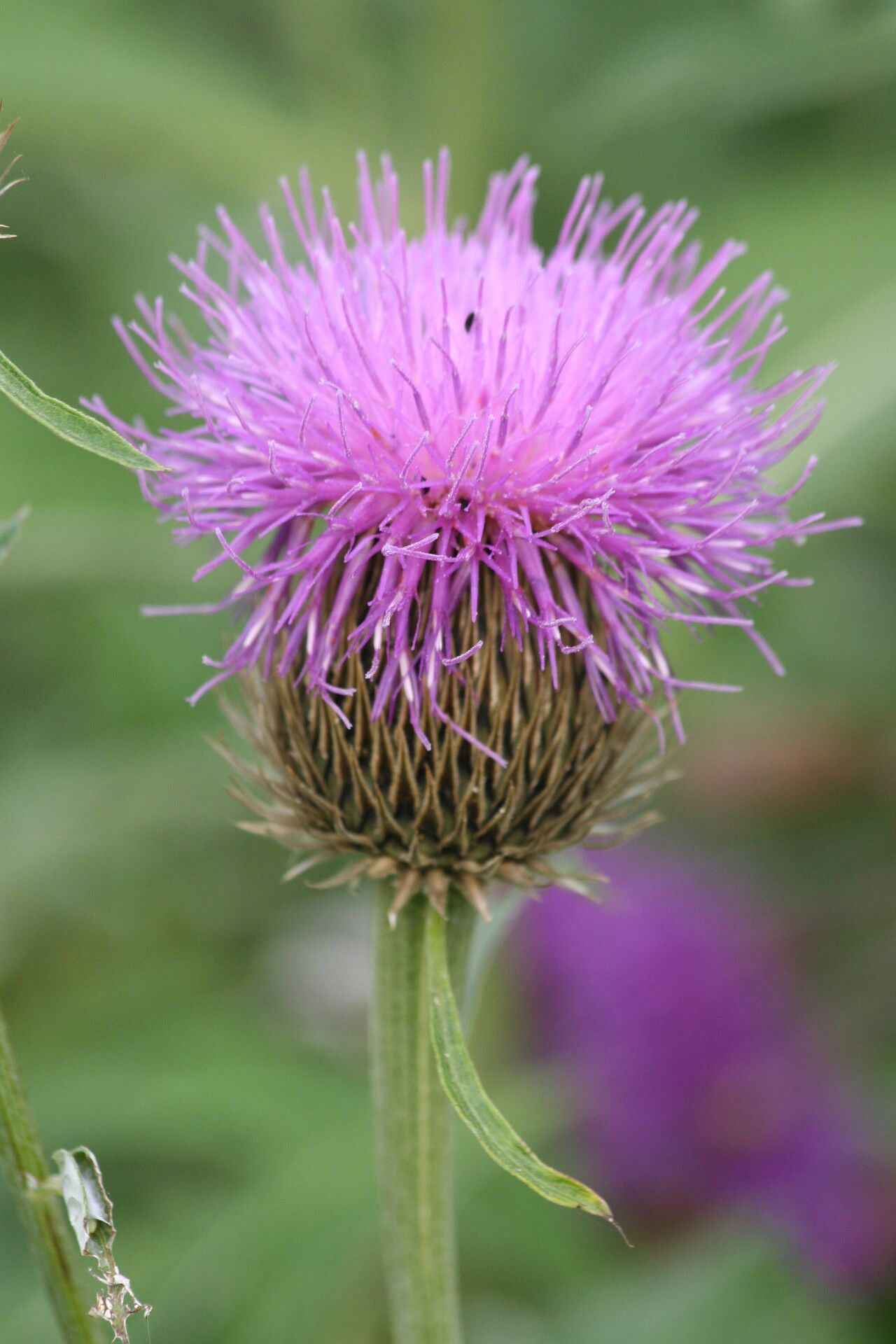 Rhaponticum centauroides flower