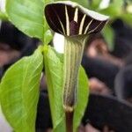 Arisaema triphyllum