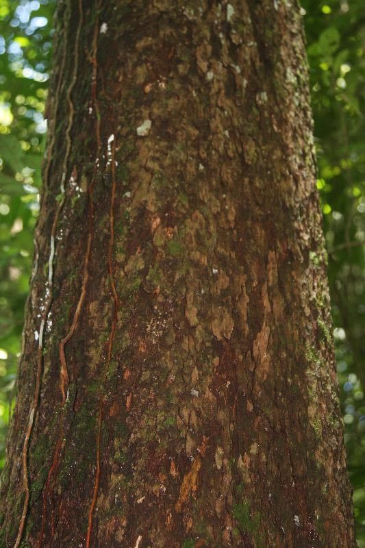 Pouteria venosa bark